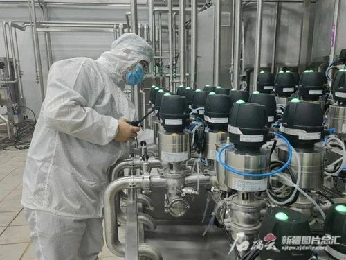 新疆禽蛋產(chǎn)量增幅緣何超越全國平均水平